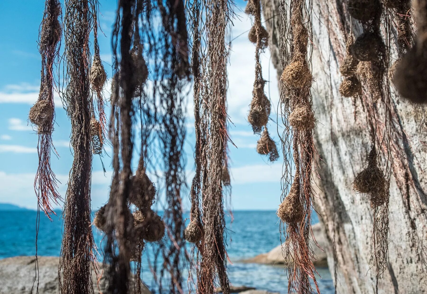 Weaver nests hanging over the sea at the Cape
